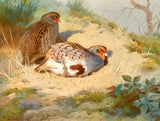 Fine Lithograph on Canvas - Partridges on a Sandy Bank aft. Thorburn