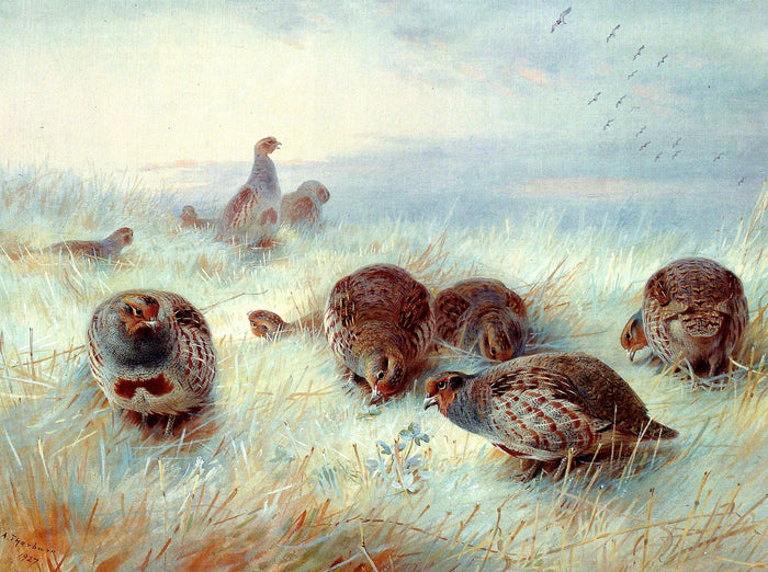 Beautiful Lithograph on Canvas of a Partridges in a Covey aft. Archibald Thorburn
