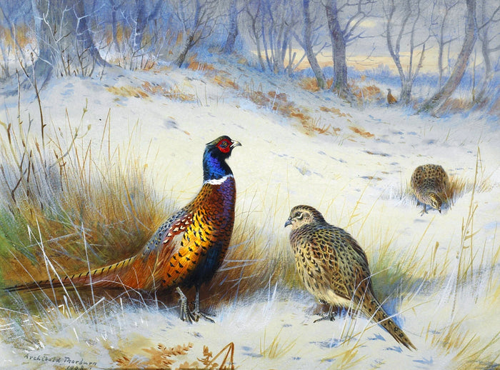 Fine Lithograph on Canvas - A Cock & Hen Pheasant in Winter aft.Thorburn