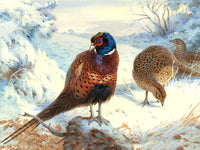 "Cock Pheasant & Hens in a Wintry Copse" Fine Oleograph on Canvas after Thorburn