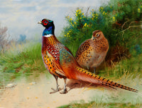 Fine Lithograph on Canvas - A Cock & Hen Pheasant in a Woodland Copse aft.Thorburn