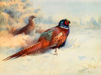 Fine Lithograph on Canvas - Pheasants in January Snow