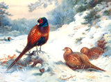 Pheasants in Wintry Woodland - Fine Lithograph on Canvas aft. Thorburn