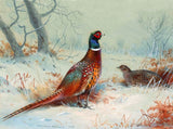 " Cock Pheasant in Snow " Fine Oleograph on Canvas