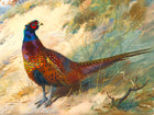 Cock Pheasant in a Copse  - Fine Oleograph on Canvas after Thorburn