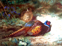 Cock & Pheasant in a Woodland Copse - Fine Lithograph on Canvas after Thorburn