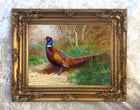 "Pheasant in Woodland" Fine Oleograph on Canvas after Thorburn