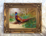 "Pheasant in Woodland" Fine Oleograph on Canvas after Thorburn