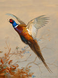 Fine Lithograph on Canvas - Cock Pheasant in Flight aft. Thorburn