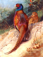 "Pheasant on a Sandy Bank" Fine Oleograph on Canvas after Thorburn