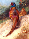 "Pheasant on a Sandy Bank" Fine Oleograph on Canvas after Thorburn