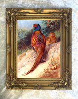 "Pheasant on a Sandy Bank" Fine Oleograph on Canvas after Thorburn