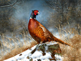 Fine Lithograph on Canvas - A Cock Pheasant in Winter