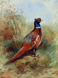 A Cock Pheasant in a Copse- Fine Lithograph on Canvas after Thorburn