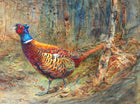 Fine Lithograph on Canvas - A Cock Pheasant in Autumn aft. Charles Whymper