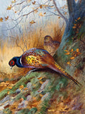 Fine Oleograph on Canvas of Pheasants in a Thicket aft. Thorburn