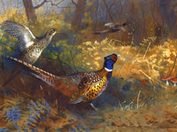 Fine Lithograph on Canvas - Pheasants Rising aft. Thorburn