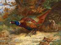 Fine Lithograph on Canvas - Pheasants in a Thicket aft. Thorburn