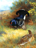 Black Game in a Copse - Fine Lithograph on Canvas after Thorburn