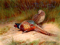 Cock & Hen Pheasants in a Woodland Landscape - Fine Lithograph on Canvas after Thorburn