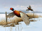 Pheasants in a Wintry Rural Landscape - Fine Lithograph on Canvas after Thorburn