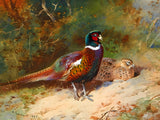 Fine Lithograph on Canvas - A Cock and Hen Pheasant in Autumn