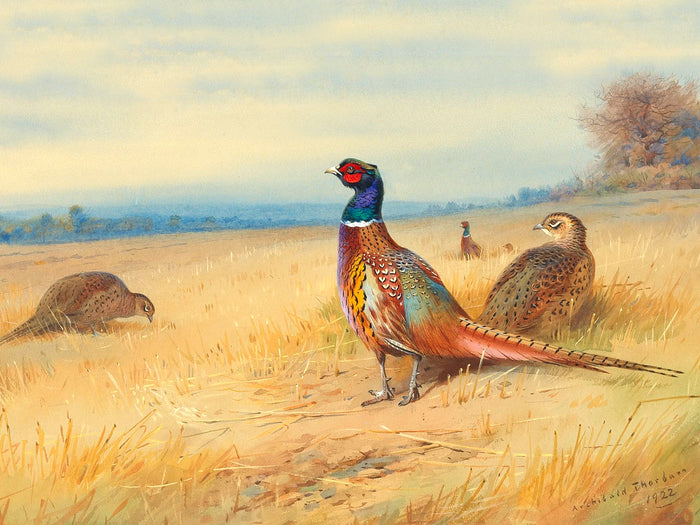 Fine Lithograph on Canvas - Cock and Hen Pheasants in a Corn Field