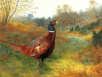 A Cock Pheasant in Woodland - Fine Oleograph on Canvas after Thorburn
