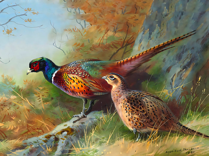Fine Lithograph on Canvas - A Cock & Hen Pheasant by an Oak Tree