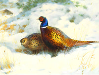 Fine Lithograph on Canvas - Pheasants in a Snowy Thicket aft. Thorburn