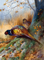 Fine Oleograph on Canvas of Pheasants in a Thicket aft. Thorburn