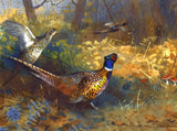 Fine Lithograph on Canvas - Pheasants Rising aft. Thorburn