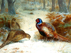 "Pheasants in a Wintry Copse" Fine Oleograph on Canvas after Thorburn