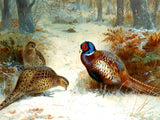 "Pheasants in a Wintry Copse" Fine Oleograph on Canvas after Thorburn