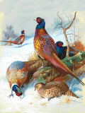 Pheasants in a Wintry Landscape - Fine Lithograph on Canvas after Thorburn