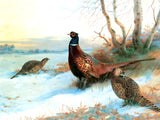 A Fine Lithograph on Stretched Canvas in an Ornate Hand Finished Rococo Frame, depicting a Cock Pheasant with Hens