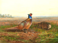 Fine Oleograph on Canvas - Cock & Hen Pheasant in a Rural Landscape aft. Thorburn