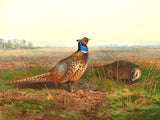 Fine Oleograph on Canvas - Cock & Hen Pheasant in a Rural Landscape aft. Thorburn