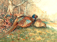 Cock & Hen Pheasants in a Woodland Landscape - Fine Lithograph on Canvas after Woodhouse