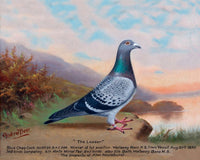 Fine Oleograph on Canvas of "The Leader" - A Racing Pigeon