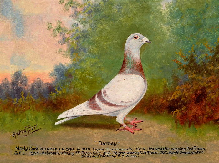 Fine Oleograph on Canvas of the Racing Pigeon 