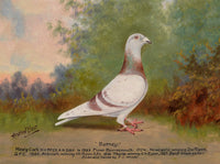 Fine Oleograph on Canvas of the Racing Pigeon "Barney"