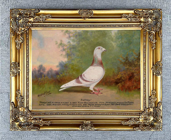 Fine Oleograph on Canvas of the Racing Pigeon "Barney"