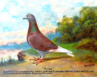 Fine Oleograph on Canvas of the Racing Pigeon "Rusty"