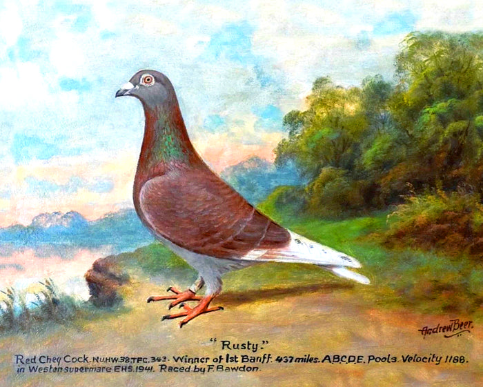 Fine Oleograph on Canvas of the Racing Pigeon 