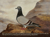 Fine Oleograph on Canvas of the Racing Pigeon "Livewire"