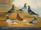 Fine Oleograph on Canvas of 6 Racing Pigeons 1937