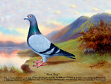 Fine Oleograph on Canvas of the Racing Pigeon "Blue Boy"