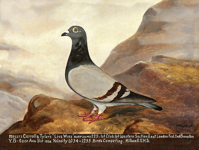 Fine Oleograph on Canvas of the Racing Pigeon 