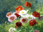 Beautiful Still Life Oleograph on Canvas - A Cluster of Poppies